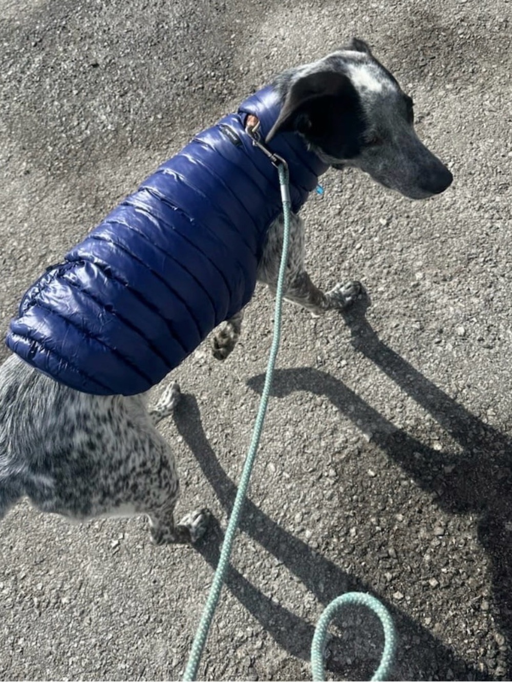 Wagwear Puffer Dog Vest - Blue SZ24